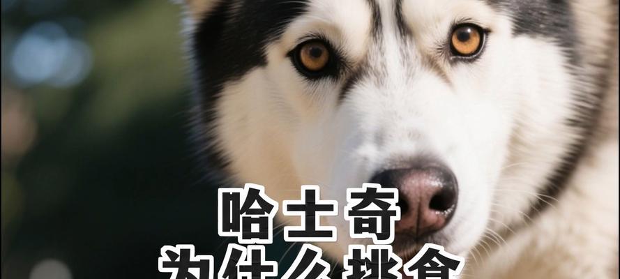 哈士奇蔬菜饮食指南：优选种类与营养益处解析