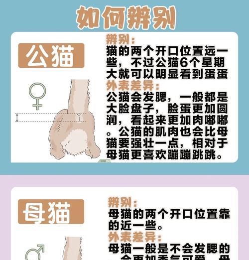 猫咪剃毛后毛发恢复周期及护理要点