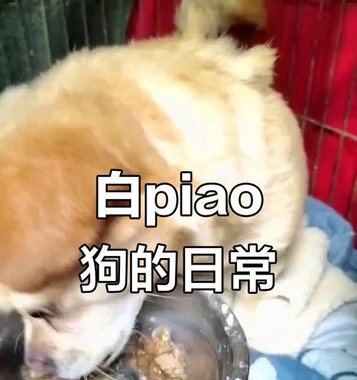 科学安排狗狗用餐时间 健康饮食规律至关重要