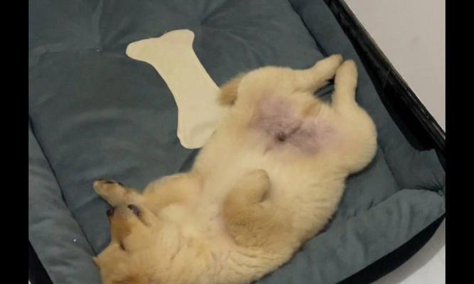 一月小狗睡眠需求解析及优质睡眠要点