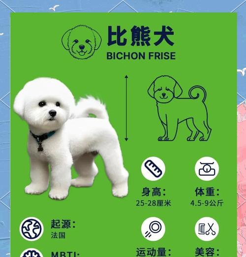 比熊犬怎么选？幼崽价格与挑选要点全解析