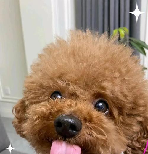 泰迪犬常用消炎药推荐与使用指南
