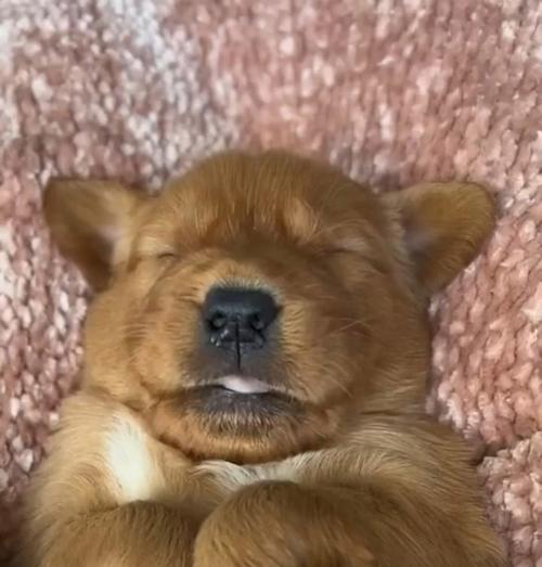 金毛犬睡眠需求与每日习惯解析