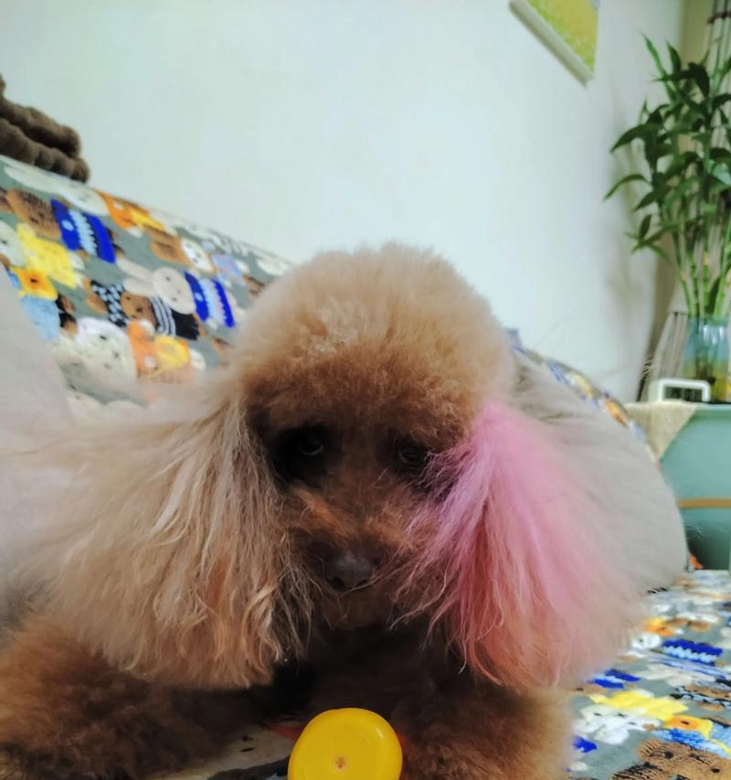 泰迪洗澡频率指南：幼犬护理新建议