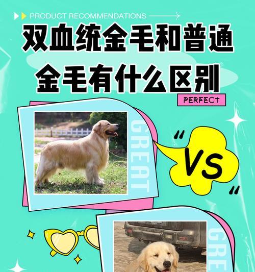 金毛犬认主所需时间及影响因素详解