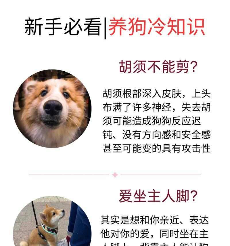 狗狗喷皮肤药水后舔食风险与应对指南