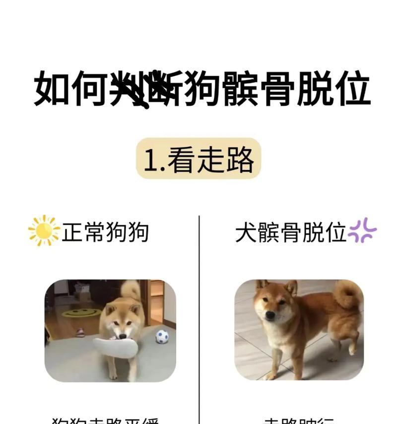新手养狗为何不适合法斗？全面解析挑战与原因
