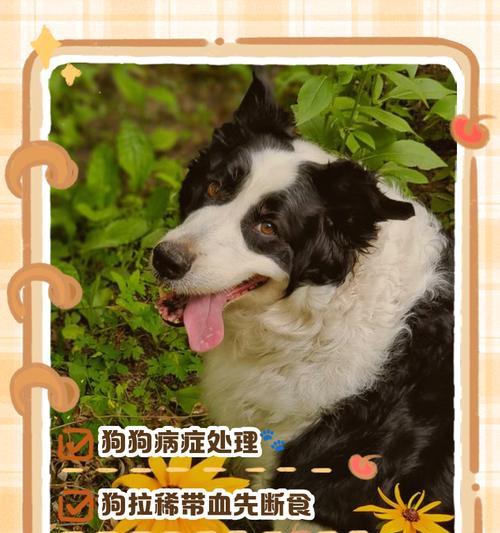 泰迪犬分娩前拉稀周期及调理指南