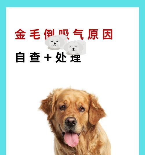 狗鼻子肿瘤的15种常见症状及早发现要点