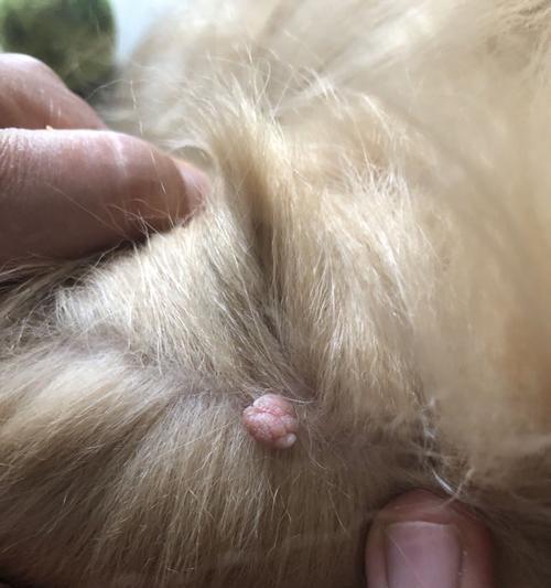 狗肛门瘤晚期生存时间与治疗管理指南