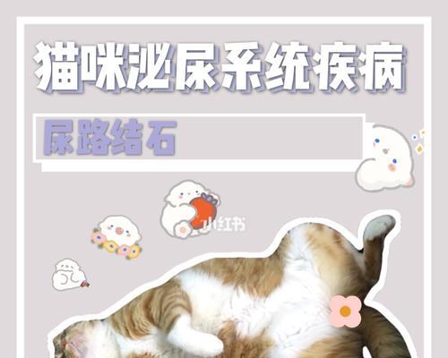 猫尿结石术后洗澡注意事项与恢复期护理