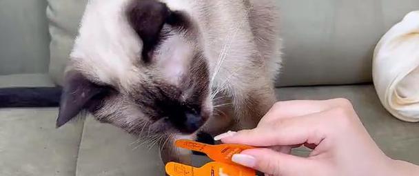 猫咪驱虫周期指南：守护健康的关键步骤