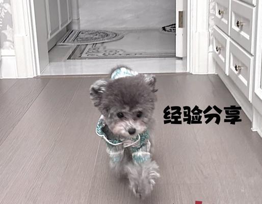 狗狗绝育后饮水时间及注意事项全解析