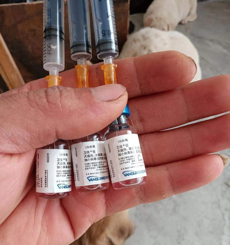 小狗疫苗接种期时间安排与注意事项指南