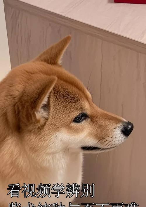 如何通过爪子颜色辨别纯种柴犬及鉴定方法