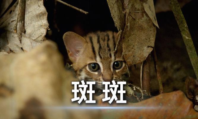 锈斑豹猫的卓越能力与生态价值解析