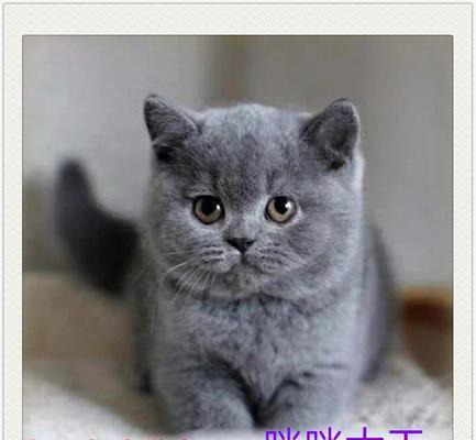 折耳猫饲养指南：了解特点与健康养护技巧
