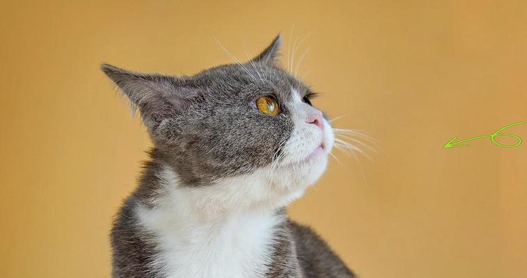 猫咪迷人特质解析 灵活_body_敏锐感官与人类亲密关系