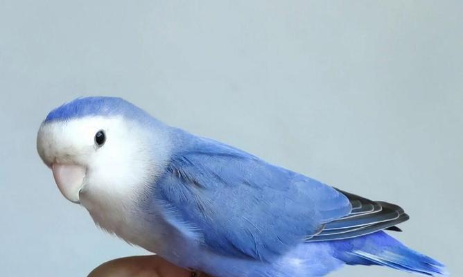 以头类牡丹鹦鹉的多彩品种大全 分享养殖技巧