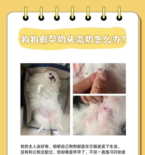 狗狗胀奶后多久能生？分娩周期与注意事项解析