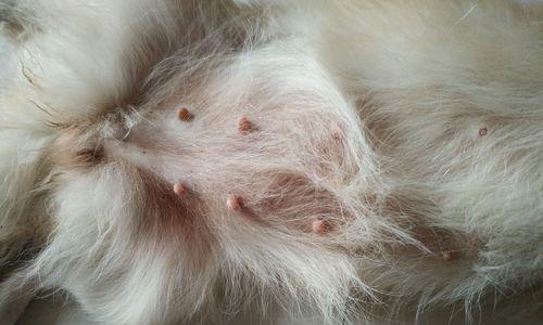 狗狗怀孕后常见症状及应对指南