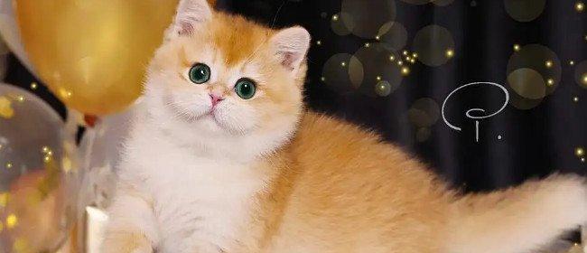 猫咪取名指南：创意与个性的完美结合