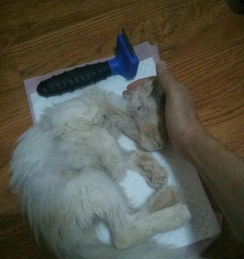 猫尸体变硬的过程与时间规律