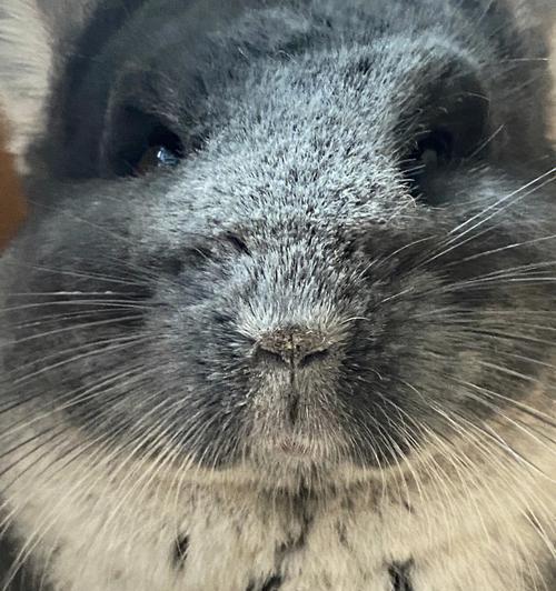 龙猫产后洗澡时间与注意事项全解析