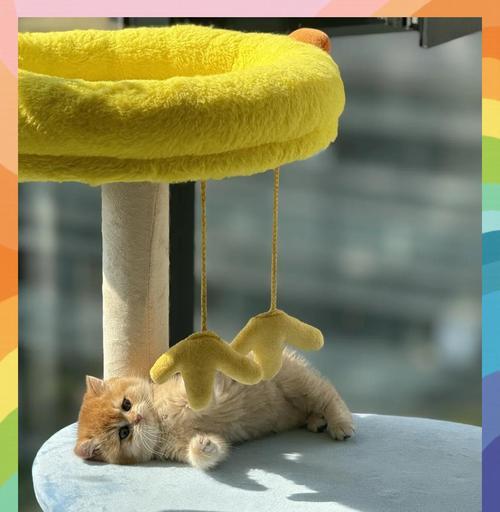 猫拉稀如何处理？饮食调整观察排便及时就医指南