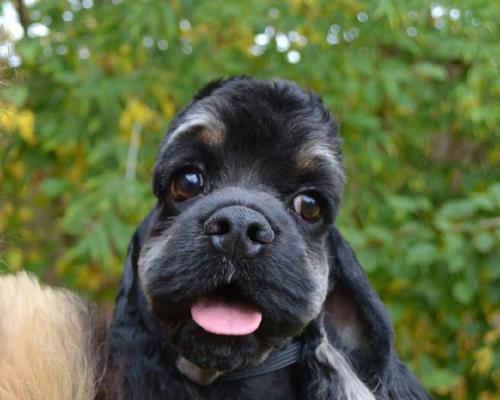 可卡犬饲养指南：性格、训练与健康全解析