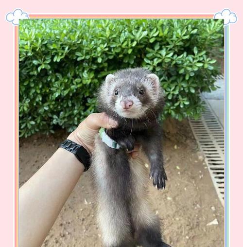 幼貂排便频率与卫生管理关键点