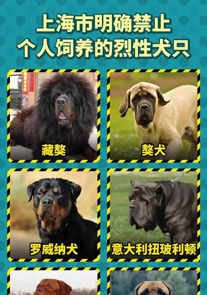 深圳市禁养烈性犬种清单及风险解析