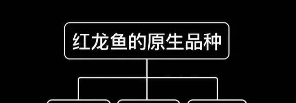 红龙鱼寿命延长技巧及影响因素分析
