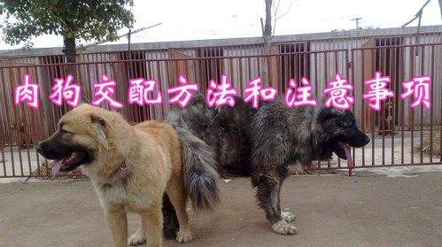 母狗发情期、妊娠及幼犬护理全流程解析