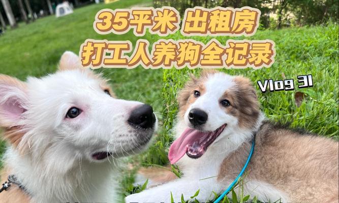 宠物店不愿接受的狗种类及原因解析