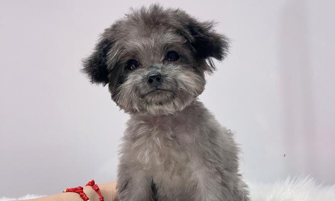 贵宾犬价格影响因素及选购建议