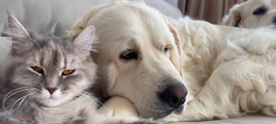 金毛犬怀孕期全解析：时间、征兆与护理指南