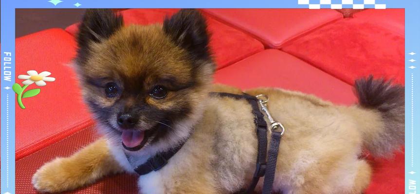 博美犬换毛期掉毛解决方案