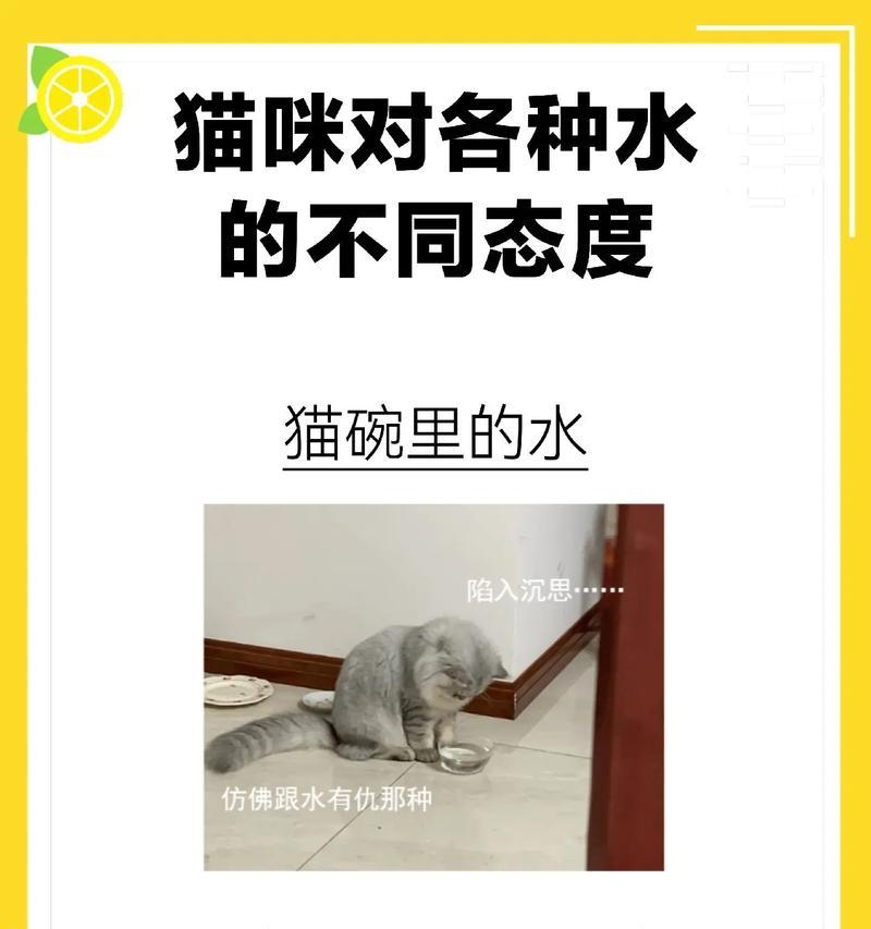 猫咪饮水习惯对健康的影响与改善方法