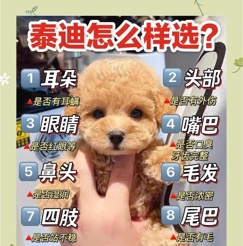 泰迪狗价格影响因素全解析，如何挑选高性价比的泰迪狗