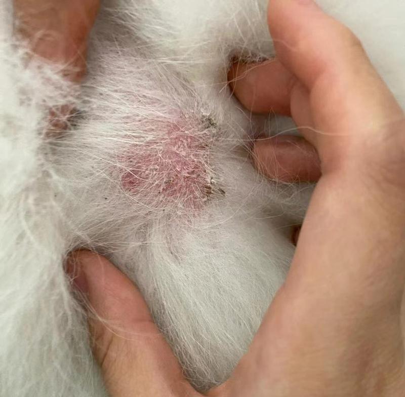 狗狗皮肤健康常见问题及预防指南
