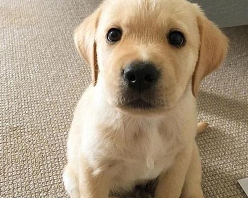 山东正规犬舍评估：品质保障与健康生活全解析