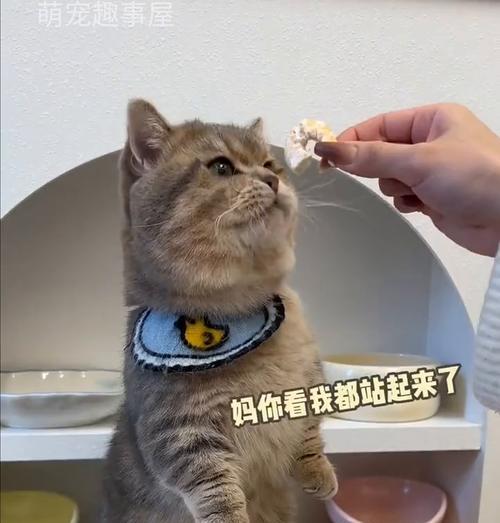 猫咪能否吃虾？五大注意事项解析