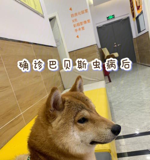 焦虫病恢复时间受感染程度与品种影响，防控措施全解析