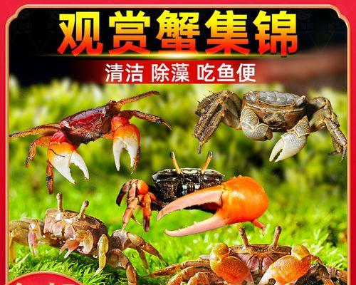 动物混养：多样化组合与和谐共处之道