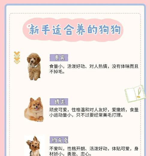 如何准确辨别纯种泰迪犬的6大关键指标