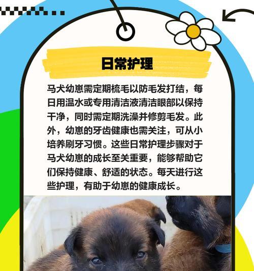 科学喂养成年马犬的15个关键要点
