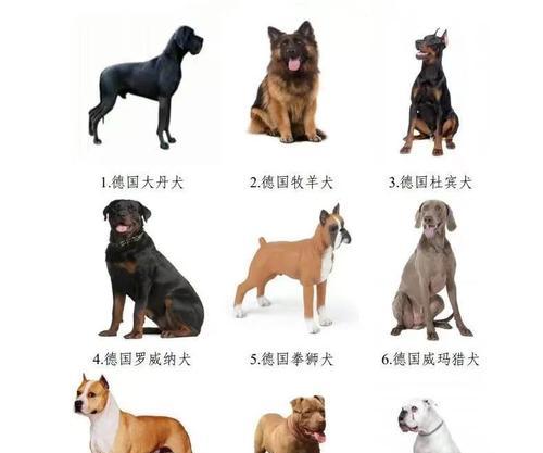 全球十大护卫犬品种及忠诚守护能力解析
