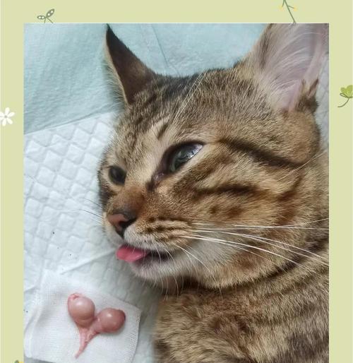 猫绝育后狂躁期持续时间解析和改善方法