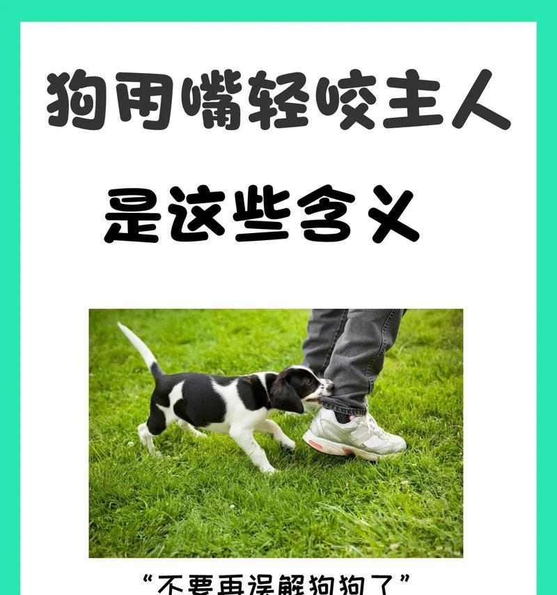 零食训练狗狗停止乱叫的高效方法
